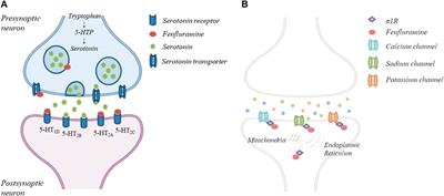 Improving Therapy of Pharmacoresistant Epilepsies: The Role of Fenfluramine